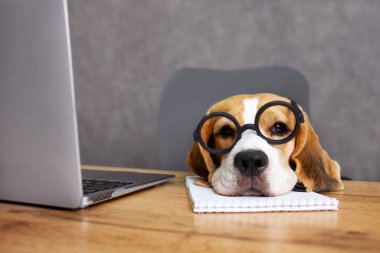 Gözlüklü ve kravatlı bir av köpeği bir dizüstü bilgisayarın önünde bir masada oturuyor. Okul konseptine dönelim..