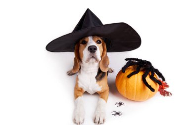 Cadılar Bayramı. Cadıların şapkalı bir av köpeği beyaz bir arka planda yatıyor. Bir balkabağı ve kocaman bir örümceğin yanında. Boşluğu kopyala.