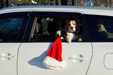 Köpek Noel tatilinde arabayla seyahat eder. Tatlı bir av köpeği arabanın camından dışarı bakar..