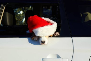 Noel Baba şapkalı bir köpek arabayla seyahat ediyor. Tatlı bir av köpeği arabanın camından dışarı bakar..