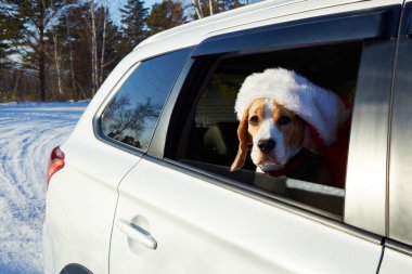 Noel Baba şapkalı bir köpek arabayla seyahat ediyor. Tatlı bir av köpeği arabanın camından dışarı bakar..