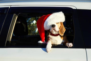 Noel Baba şapkalı bir köpek arabayla seyahat ediyor. Tatlı bir av köpeği arabanın camından dışarı bakar..