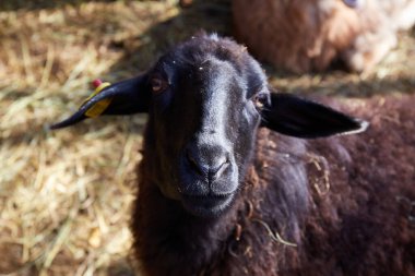 Çiftlikteki koyunlar, yakın çekim, kameraya bak.