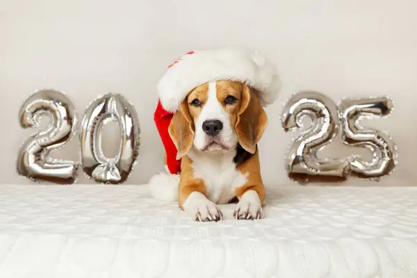Mutlu yıllar 2025 ve mutlu Noeller. Noel Baba şapkalı bir av köpeği 2025 numaralı balonlarla süslenmiş bir evde yeni yıl için. 
