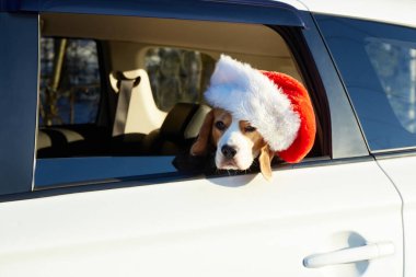 Noel Baba şapkalı bir köpek arabayla seyahat ediyor. Tatlı bir av köpeği arabanın camından dışarı bakar..