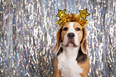 Happy New Year and Merry Christmas 2025 greeting card with a pet. A beagle dog with a headband with the numbers of the New Year 2025 on a glittering silver background  clipart