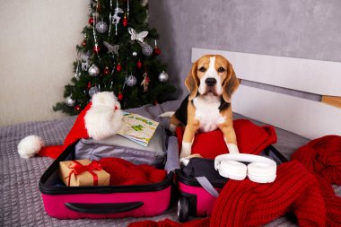  Bir av köpeği, açık bir bavulun yanında, üzerinde kışlık giysiler olan bir yatakta oturur. Yatak odasında süslü bir Noel ağacı var. Noel tatili için seyahat ediyorum..