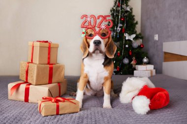 2025 numaralı yatağın üzerinde hediyeler olan gözlük takan bir av köpeği. Yatak odasında süslü bir Noel ağacı var. Mutlu yıllar ve evcil hayvanla Mutlu Noeller kartı.