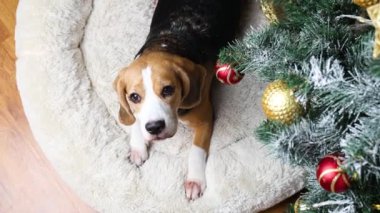 Bir Noel ağacının yanında bir av köpeği yatıyor. Yeni yıl ve Noel konsepti.