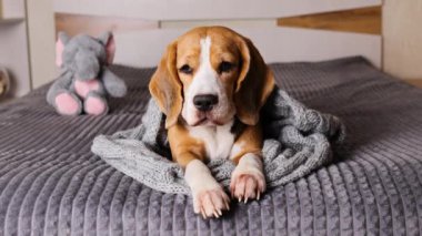 Gri bir battaniyenin altında bir av köpeği yatıyor..