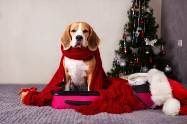  Açık bir çantada kışın giydiği bir av köpeği. Noel tatili için seyahat.