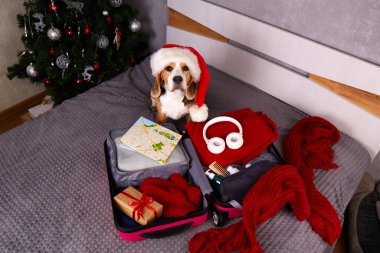 Noel Baba şapkalı bir av köpeği, açık bir bavul içinde yatak odasında kış kıyafetleriyle bir Noel ağacının arka planında. Noel tatili için seyahat ediyorum..
