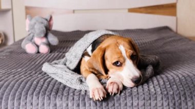 Bir av köpeği gri örgü battaniyenin altında yatar..