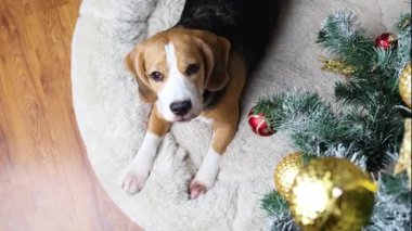 Bir Beagle köpeği Noel ağacının yanında uzanır ve ışıldayan altın Noel topuna bakar.. 