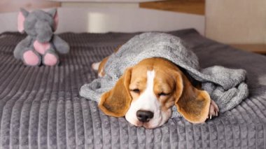 Bir av köpeği gri örgü battaniyenin altında yatar..