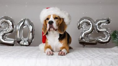 Mutlu yıllar 2025 ve mutlu Noeller. Noel Baba şapkası takan bir av köpeği yeni yıl için üzerinde 2025 numaralı gümüş balonlarla süslenmiş bir evde yatar..