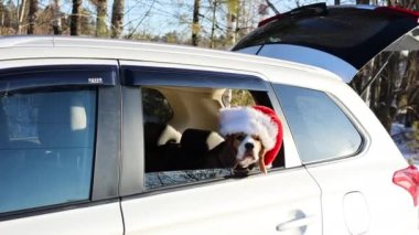 Noel Baba şapkalı bir köpek arabayla seyahat ediyor. Tatlı bir av köpeği arabanın camından dışarı bakar..