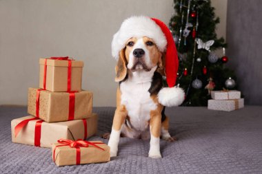 Noel ağacının yanında Noel Baba şapkası takan av köpeği ve bayram mevsimini kutlayan hediyeler.
