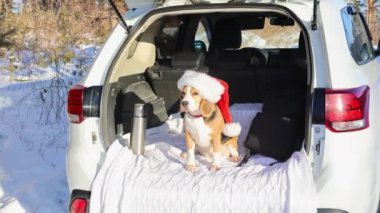 Noel Baba şapkası takan av köpeği bir arabanın bagajında oturuyor. Noel tatili için evcil hayvanla kış seyahati.