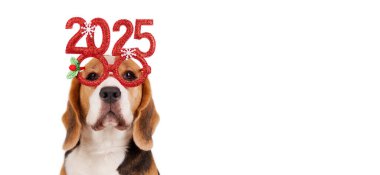 Happy New Year and Merry Christmas 2025 greeting banner or postcard. A beagle dog in carnival glasses with the numbers of the 2025 New year. Isolated white background. Copy space. Banner clipart