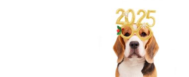 A beagle dog in carnival glasses with the numbers of the 2025 New year. Happy New Year and Merry Christmas 2025 greeting banner or postcard. Isolated white background. Copy space. Banner clipart