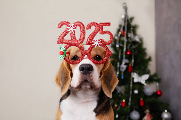 Beagle dog wearing festive sparkling 2025 glasses against the background of a Christmas tree in a cozy home environment.