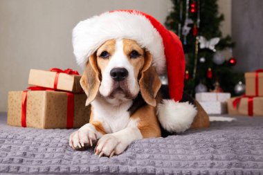 Bir av köpeği, Noel Baba şapkası takarak rahat bir yüzeyde dinlenir. Yakınlarda paketlenmiş hediyeler ve süslü bir Noel ağacı var. Neşeli bir tatil ortamı yaratıyorlar.. 