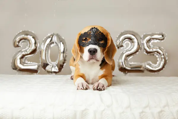 Siyah maskeli av köpeği, yeni yıl için üzerinde 2025 numaralı gümüş balonlarla dekore edilmiş bir evde bir yatakta yatıyor. Mutlu yıllar 2025 ve mutlu Noeller..