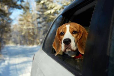 Beagle, karlı bir ormanda araba camından kafasıyla kış gezintisi yapmayı sever.. 