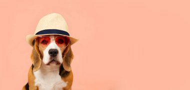 A beagle dog in a straw hat and sunglasses on a pink background. Banner. Concept of a summer holiday. Copy space. clipart