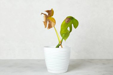 Kurumuş yaprakları olan bir canavar bitkisi. Ev bitkilerinin bakımı. Canavar hastalıkları.. 