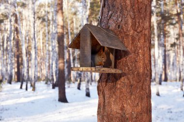 Squirrel eating from a wooden feeder in a snowy forest during winter.  clipart