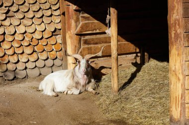 Çiftlikte bir keçi ahırın yanında dinleniyor..