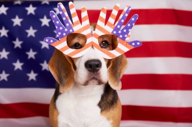 Cute beagle dog with glasses on the background of the American flag. Congratulations on Memorial Day in the USA. A postcard with a pet on Independence Day. clipart