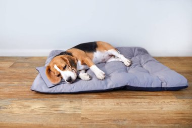 Av köpeği yumuşak bir yastıkta uyur, bir köpek yatağında.