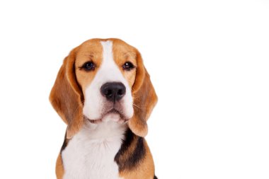 İzole edilmiş beyaz arka planda bir av köpeğinin portresi. Boşluğu kopyala.