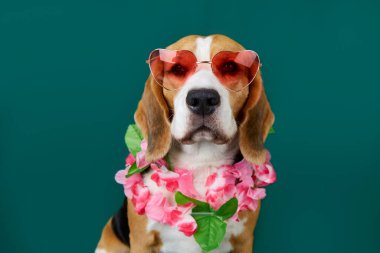 Güneş gözlüğü takan bir av köpeği portresi ve yeşil izole edilmiş bir arka planda Hawaii çiçek kolyesi. Yakın plan. Yaz konsepti. 