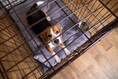Beagle köpeği kafeste yatıyor. Hayvanları güvenli bir şekilde taşımak ve saklamak için kablo kutusu. Üst görünüm.