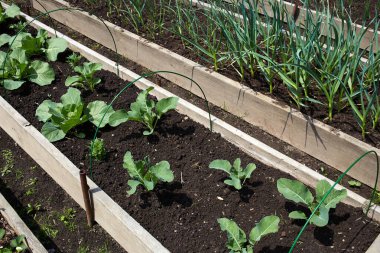 Genç lahana ve sarımsaklı yataklar. Organik gıda üretimi. Bahçıvanlık, tarım