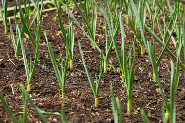 Bahçede taze sarımsak yetişiyor. Sebze yetiştiren organik.