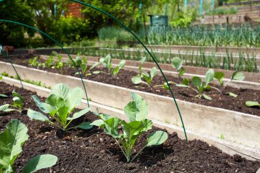 Genç lahana ve diğer sebzeli yataklar. Organik gıda üretimi. Bahçıvanlık, tarım.