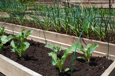 Genç lahana ve sarımsaklı yataklar. Organik gıda üretimi. Bahçıvanlık, tarım