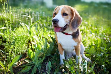  Güneşli bir günde, yaz otlağında yeşil çimlerde oturan bir av köpeği..