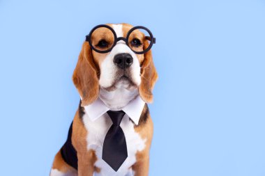 Yuvarlak camlı ve mavi izole arka planda kravatı olan bir av köpeği. Eğitim kavramı, okula geri dönmek. Pankart.