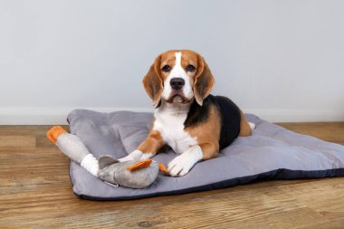 Beagle, rahat bir odada yumuşak bir yatakta uzanıyor. Köpek dinleniyor ve bir oyuncakla oynuyor..