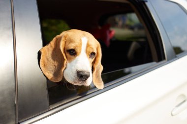  Tatlı av köpeği arabanın camından dışarı bakıyor. Köpek arabayla seyahat eder..