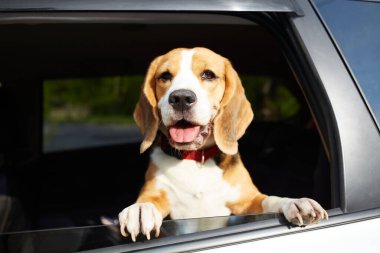 Köpek arabayla seyahat eder. Tatlı av köpeği arabanın camından dışarı bakıyor.. 