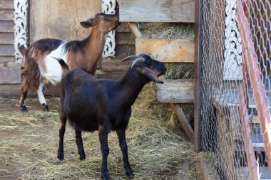 Çiftlikte boynuzlu bir keçi. Hayvanlar saman yer.