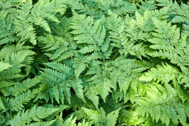 Doğal yeşil arka plan. Bereketli yeşil eğrelti otları güneşli bir yaz öğleden sonrasında sık bir ormanda gelişir.. 