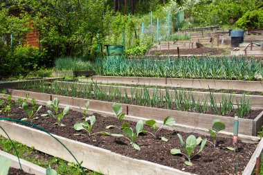Genç lahanalı, sarımsaklı, soğanlı ve diğer sebzeli yataklar. Organik gıda üretimi. Bahçıvanlık, tarım.